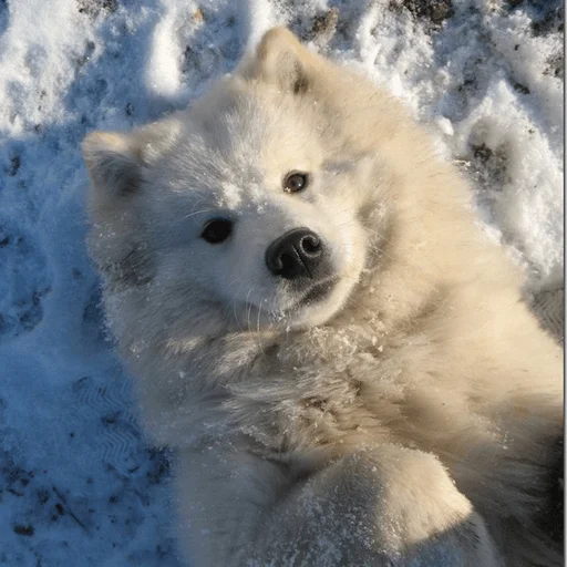 Sticker formycuties - 1