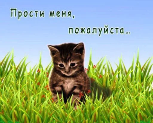 small to medium-sized cats cat whiskers