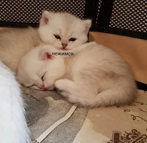 animal mammal small to medium-sized cats