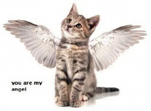 cat animal small to medium-sized cats