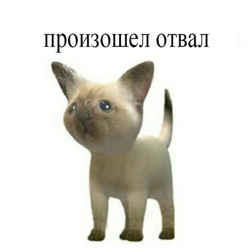 mammal domestic cat animal