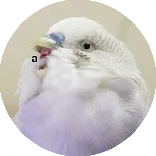 Стикер Serious Talk - 3