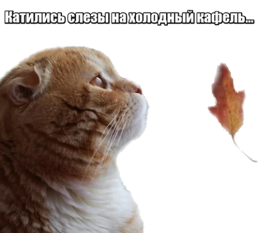 Стикер fortycats - 1