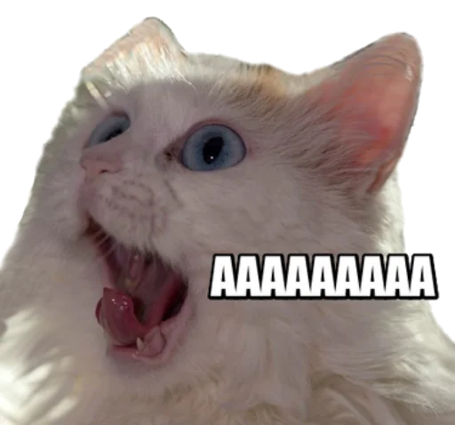 Sticker fortycats - 1