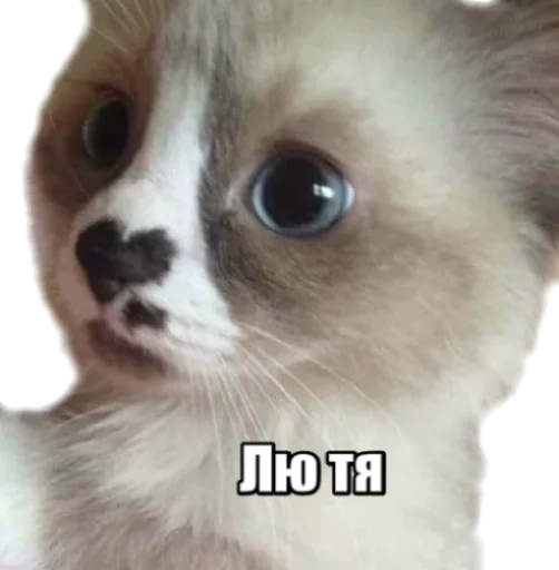 Sticker fortycats - 1