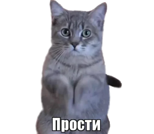 Стикер fortycats - 1