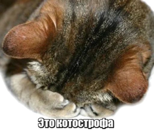 Стикер fortycats - 1