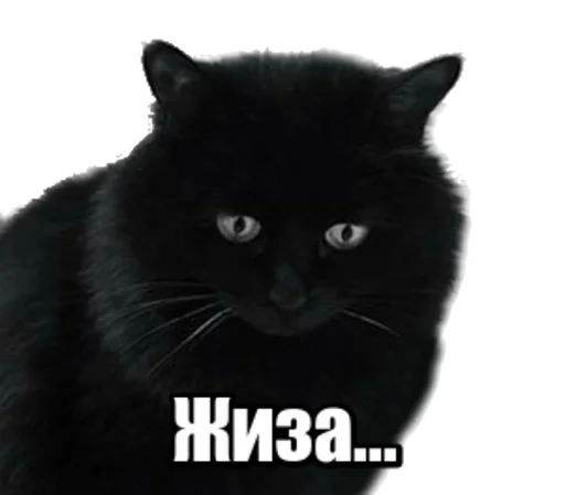 Sticker fortycats - 1