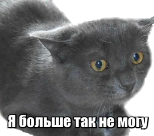 Sticker fortycats - 1