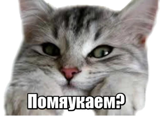 Sticker fortycats - 1