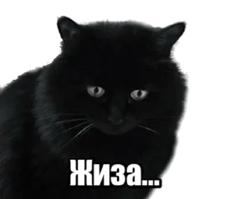 Стикер 40 кошек - 4