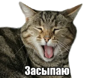 Стикер 40 кошек - 8