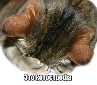 Стикер 40 кошек - 6