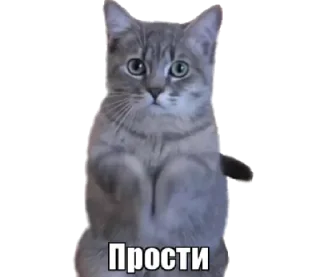 Стикер 40 кошек - 7