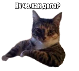 Стикер 40 кошек - 5