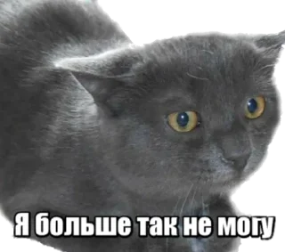 Стикер 40 кошек - 3