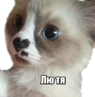 Стикер 40 кошек - 9