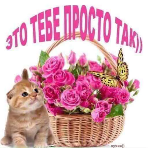 animal cat floral design