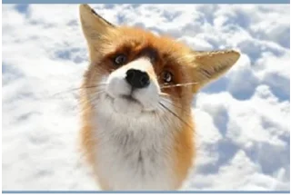 Стикер Лис - 10