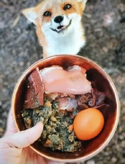 Стикер Лис - 9