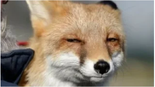 Стикер Лис - 4