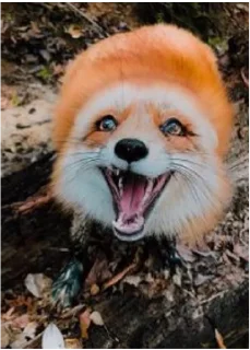 Стикер Лис - 2