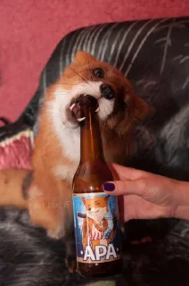 Стикер Лис - 3