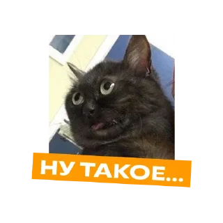 Sticker «Фоксфорд» @foxford_edu - 9