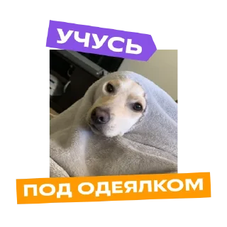 Sticker «Фоксфорд» @foxford_edu - 2