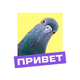 Sticker «Фоксфорд» @foxford_edu - 0