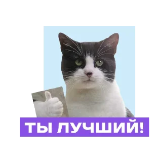 Sticker «Фоксфорд» @foxford_edu - 1