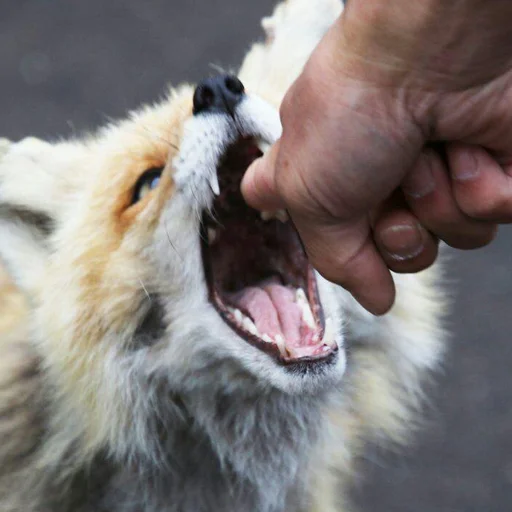 mammal animal person