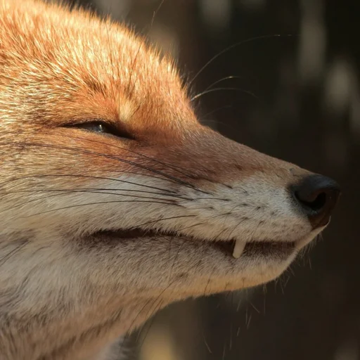 animal mammal fox