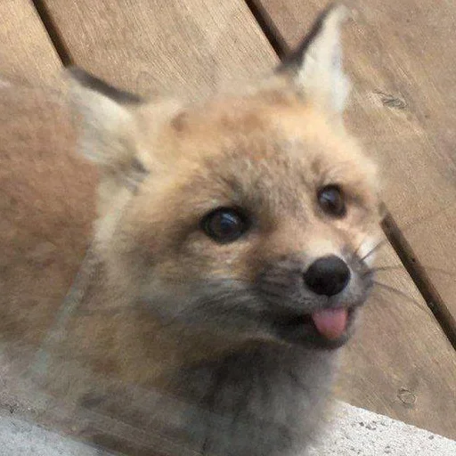 animal mammal fox