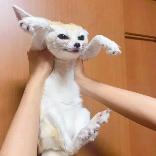 комнатный животное Человек