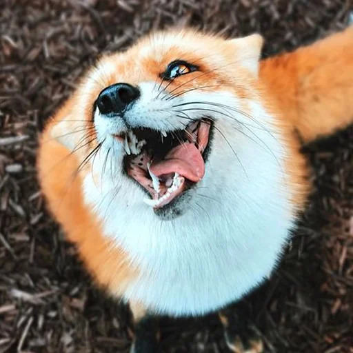 млекопитающее животное лиса