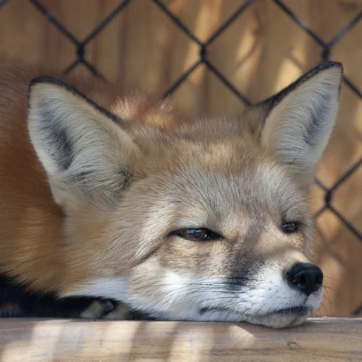 млекопитающее животное лиса