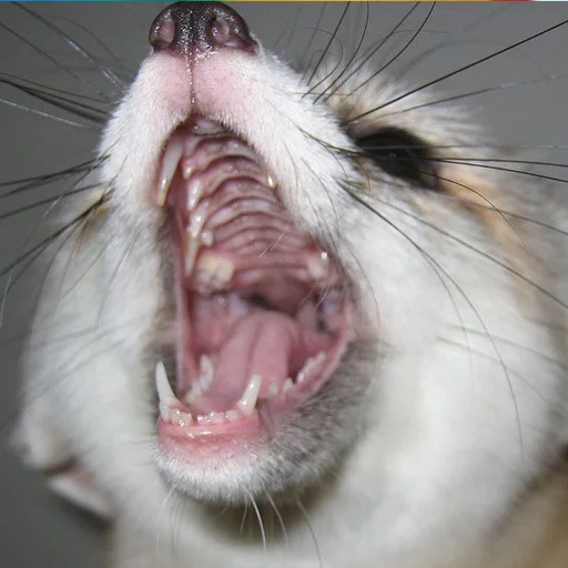 животное млекопитающее клык