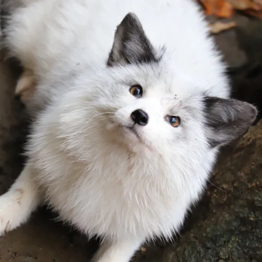 животное млекопитающее кошка