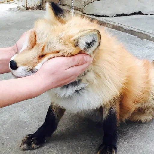 животное млекопитающее на открытом воздухе