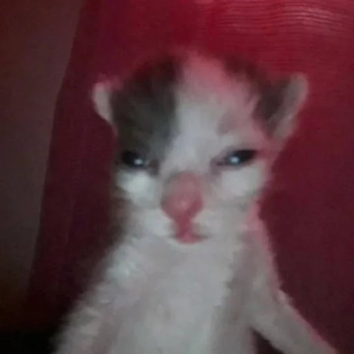 Sticker frankort_by_fStikBot - 1