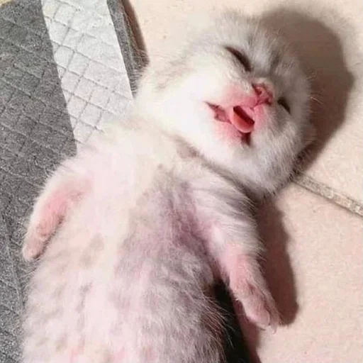 Стикер gatti fráncour :: @fStikBot - 10