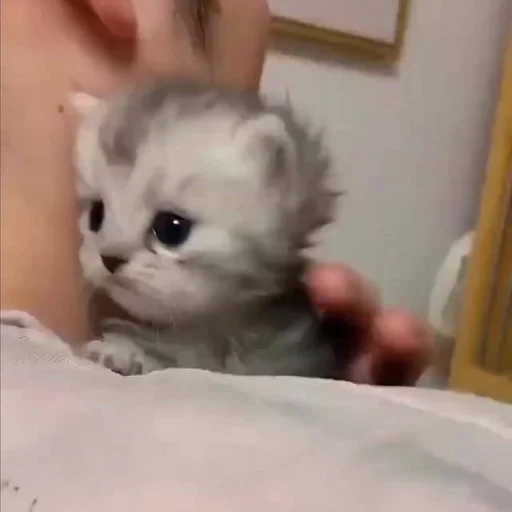 Стикер gatti fráncour :: @fStikBot - 9