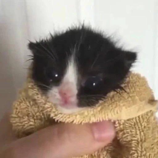 Стикер gatti fráncour :: @fStikBot - 8