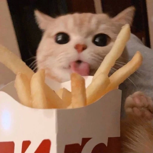 Стикер gatti fráncour :: @fStikBot - 7