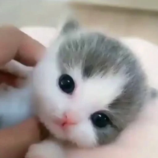 Стикер gatti fráncour :: @fStikBot - 5