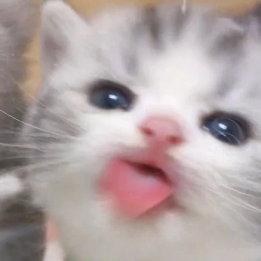 Стикер gatti fráncour :: @fStikBot - 4