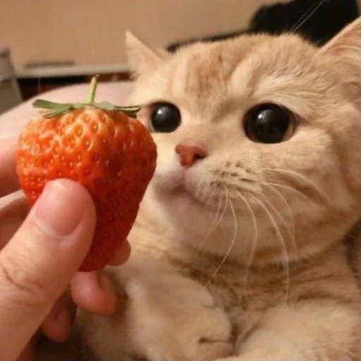 Стикер gatti fráncour :: @fStikBot - 3