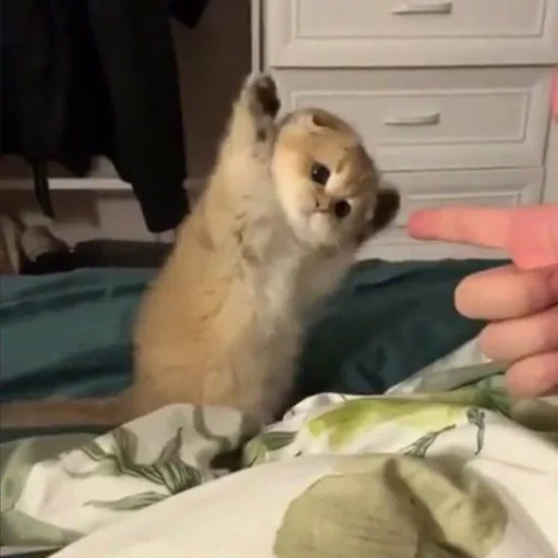 Стикер gatti fráncour :: @fStikBot - 2