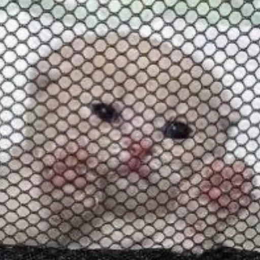 Стикер gatti fráncour :: @fStikBot - 1